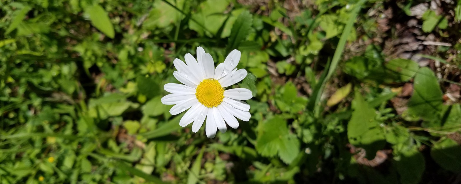 Fleurs de Bach - Stéphanie Martin, psychologue