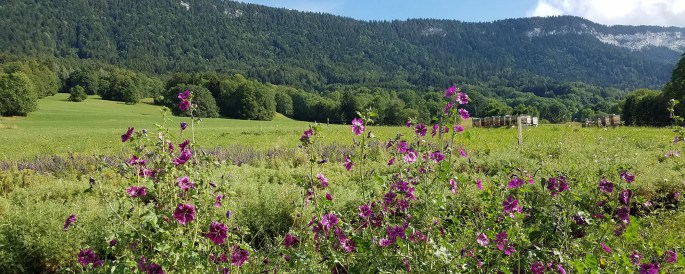 Herbier Clappe - Stéphanie Martin, psychologue