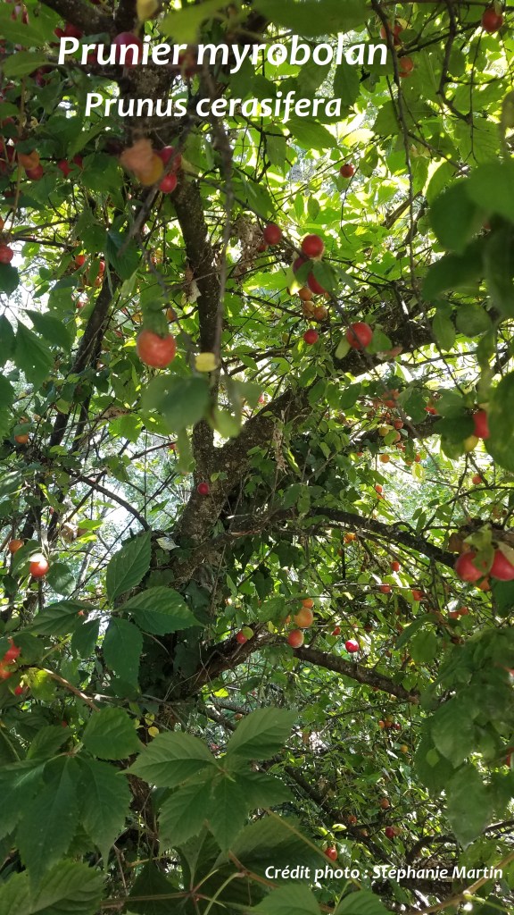 Prunier myrobolan
Stéphanie Martin, psychologue Aix-les-Bains