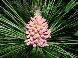 Pin
Stéphanie Martin, psychologue Aix-les-Bains