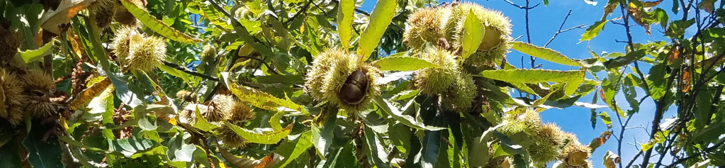 Châtaignier
Stéphanie Martin, psychologue à Aix-les-Bains