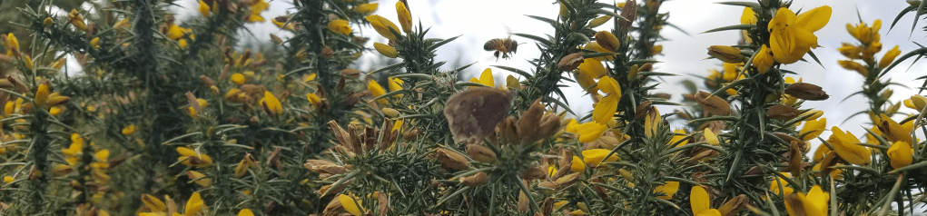 Abeilles butinant la bruyère
Stéphanie Martin, psychologue Aix-les-Bains
