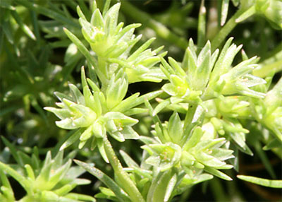 Scleranthus
Stéphanie Martin, psychologue Aix-les-Bains